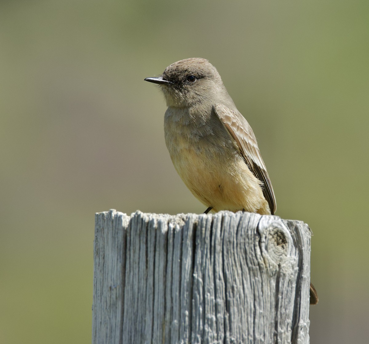 Say's Phoebe - Kathryn Keith