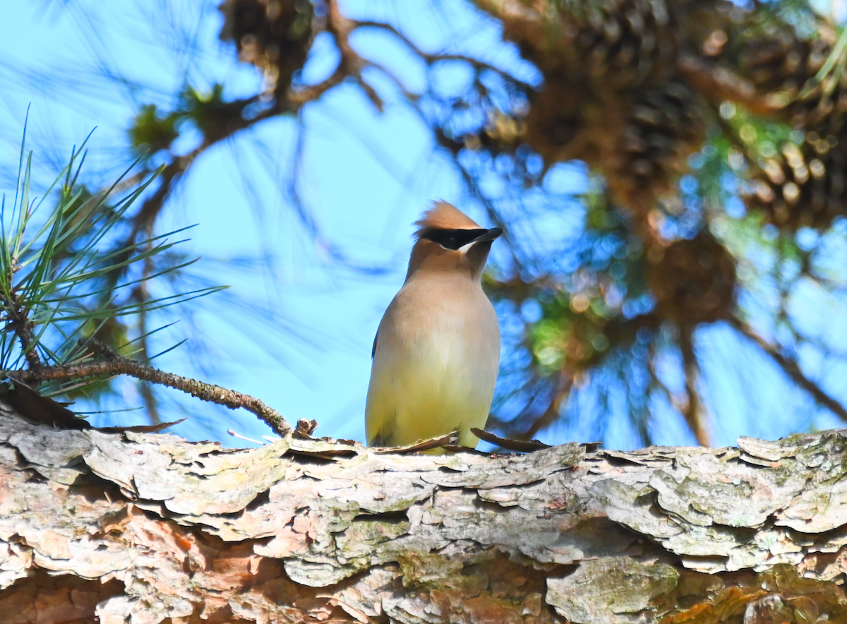 Cedar Waxwing - ML617109626