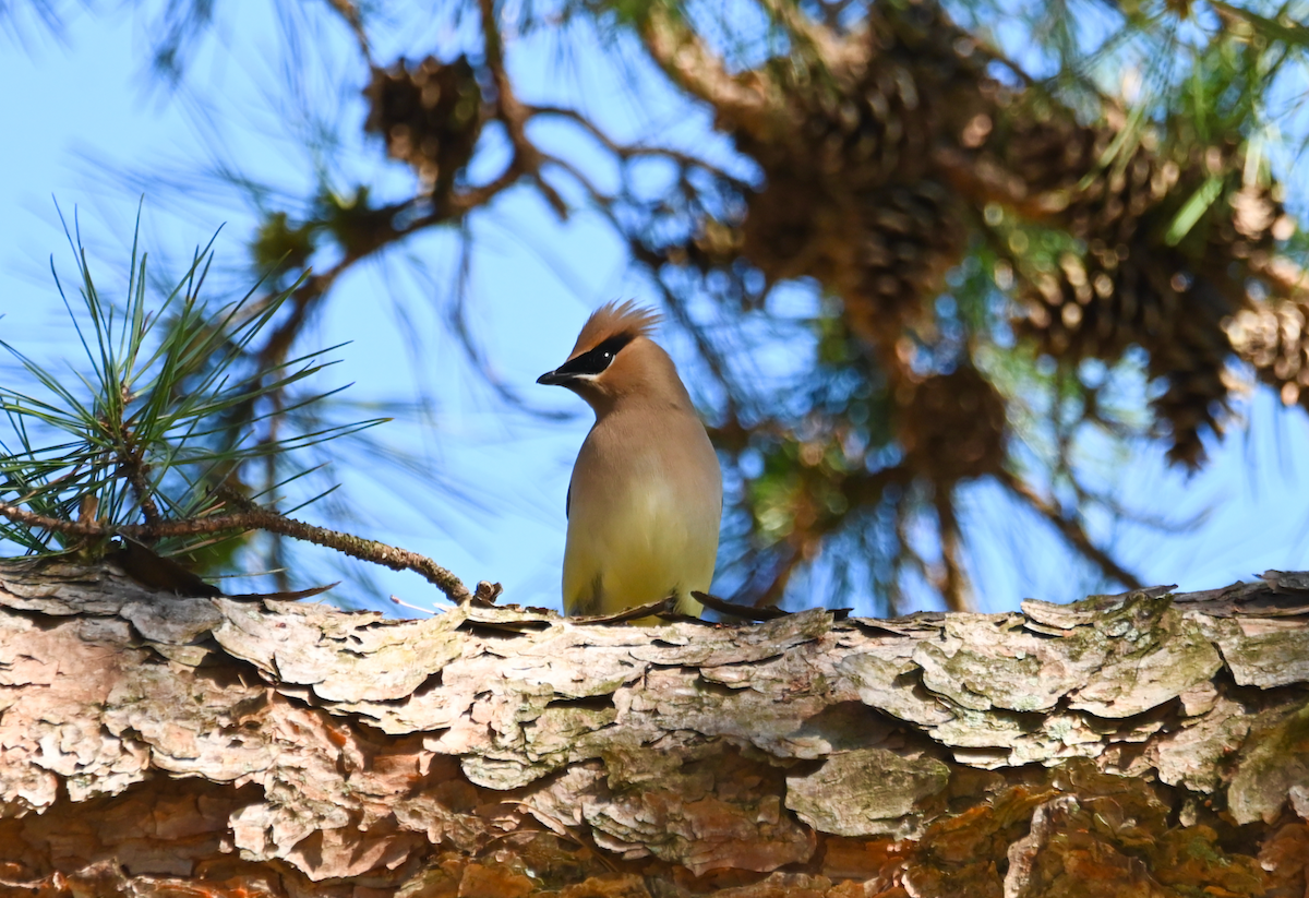 Cedar Waxwing - ML617109627