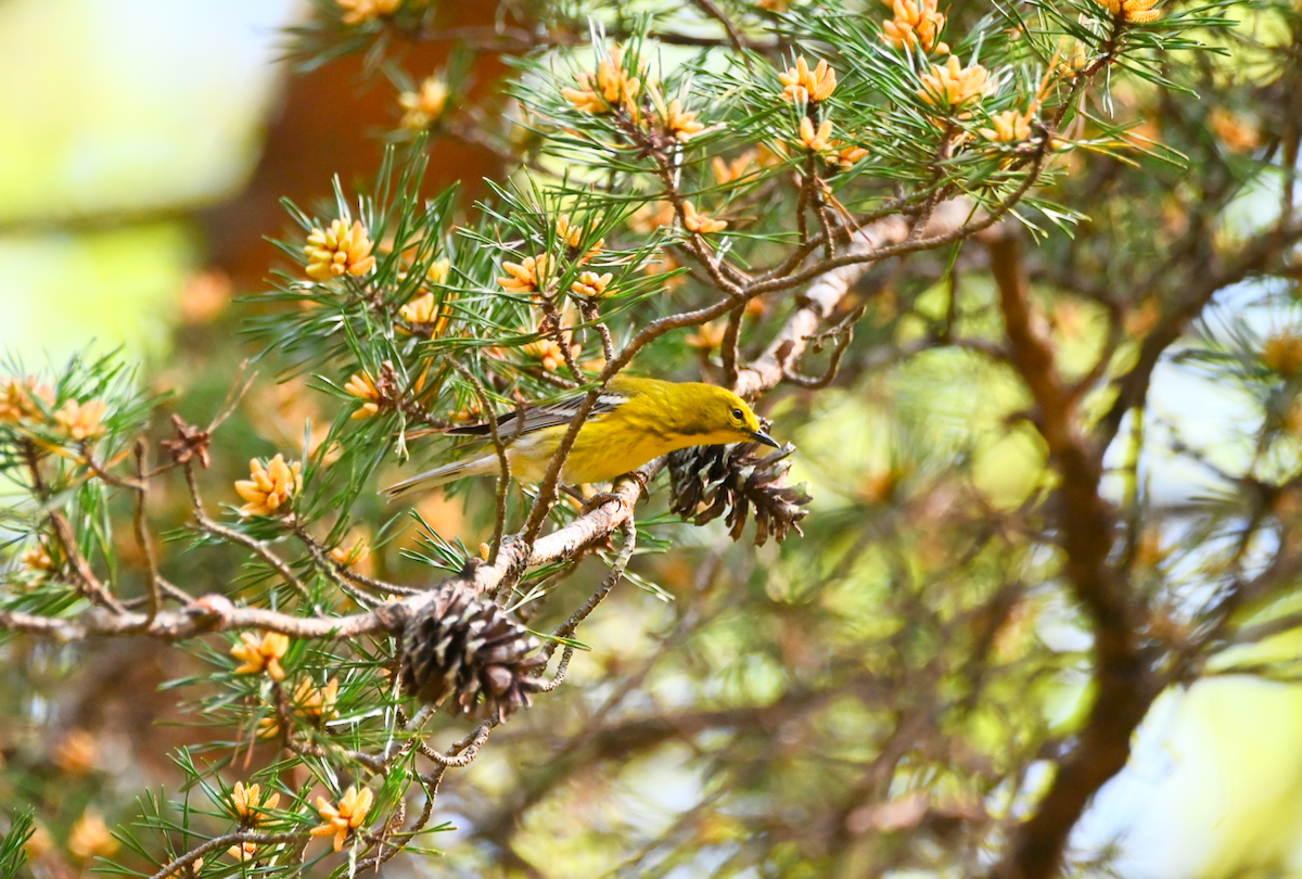 Pine Warbler - ML617109651