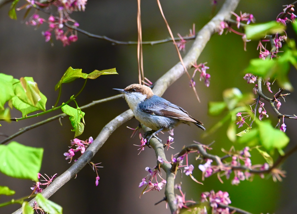 Brown-headed Nuthatch - ML617109671