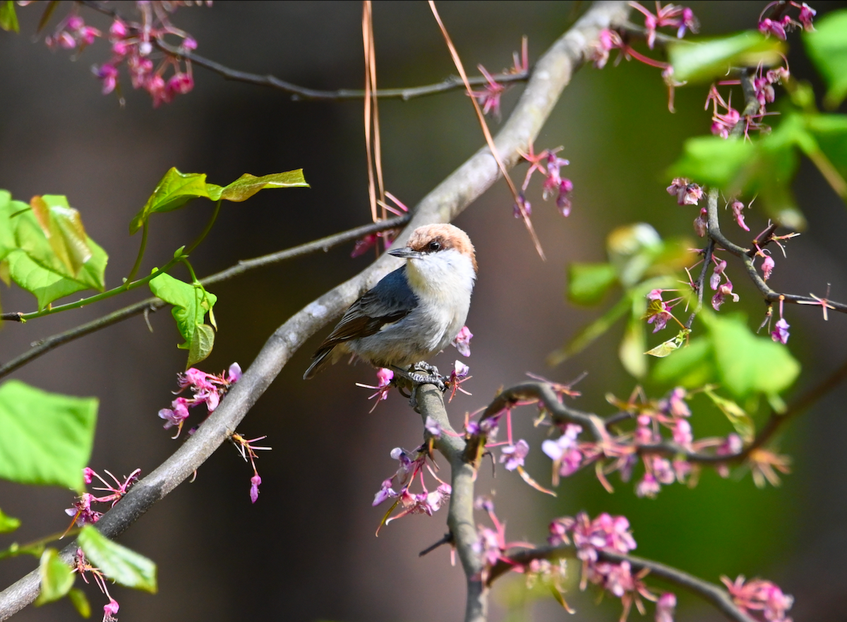 Brown-headed Nuthatch - ML617109672