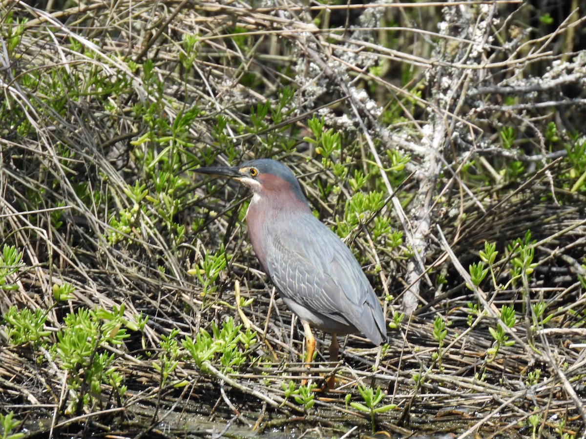 Green Heron - Deborah Penrose