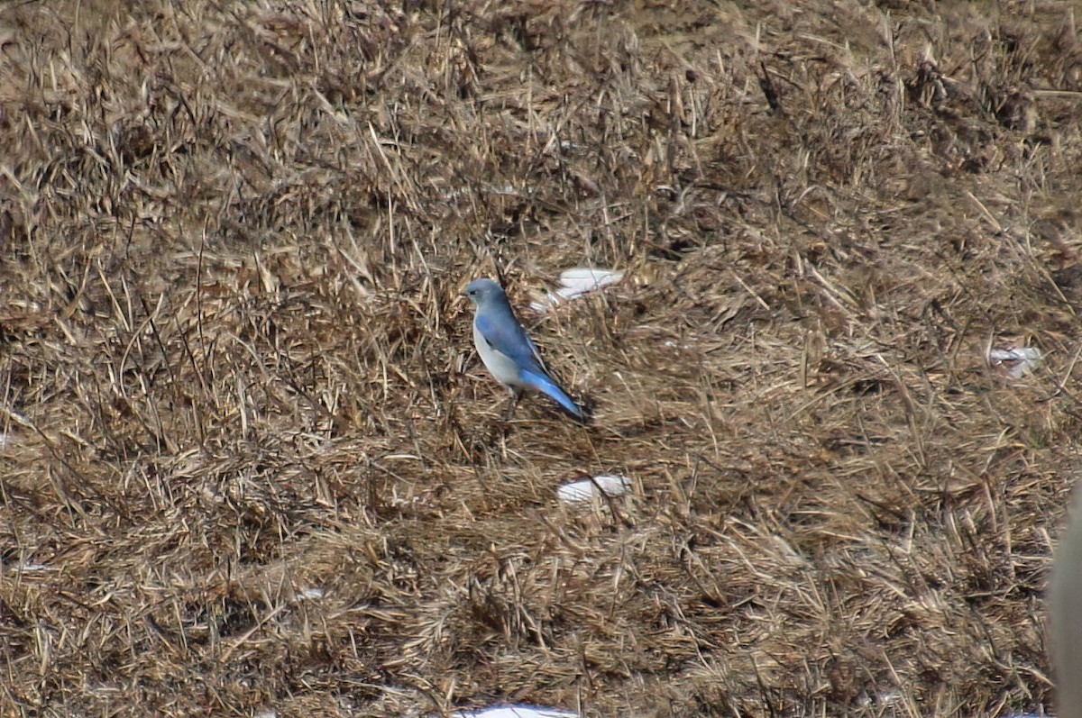 Mountain Bluebird - ML617109696