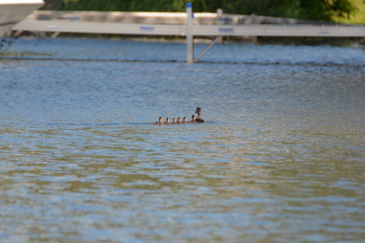 Wood Duck - ML61710971