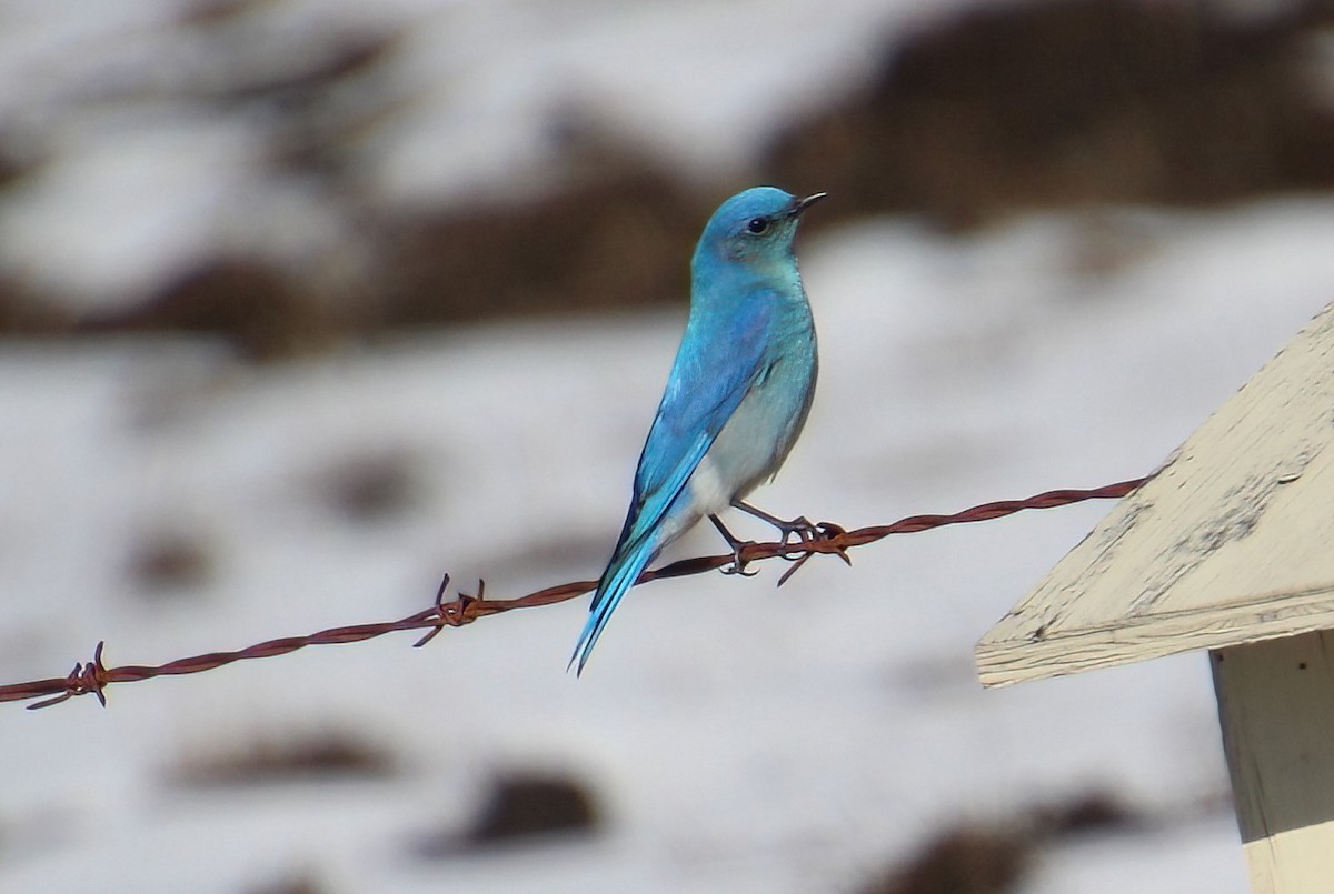 Mountain Bluebird - ML617109737