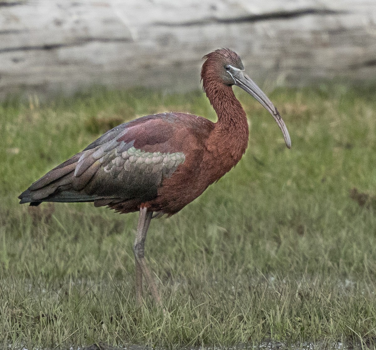ibis hnědý - ML617109783