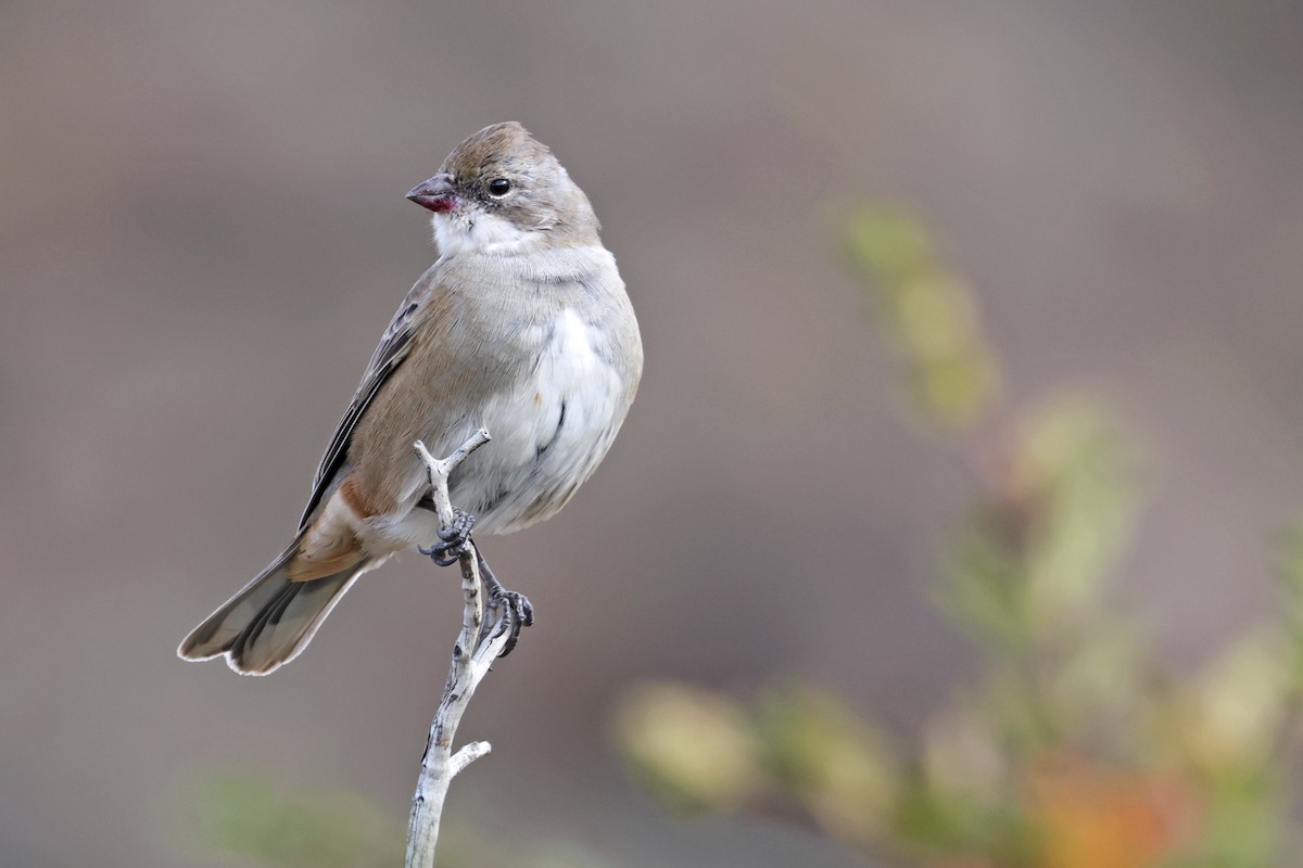 Diuca Finch - ML617109810