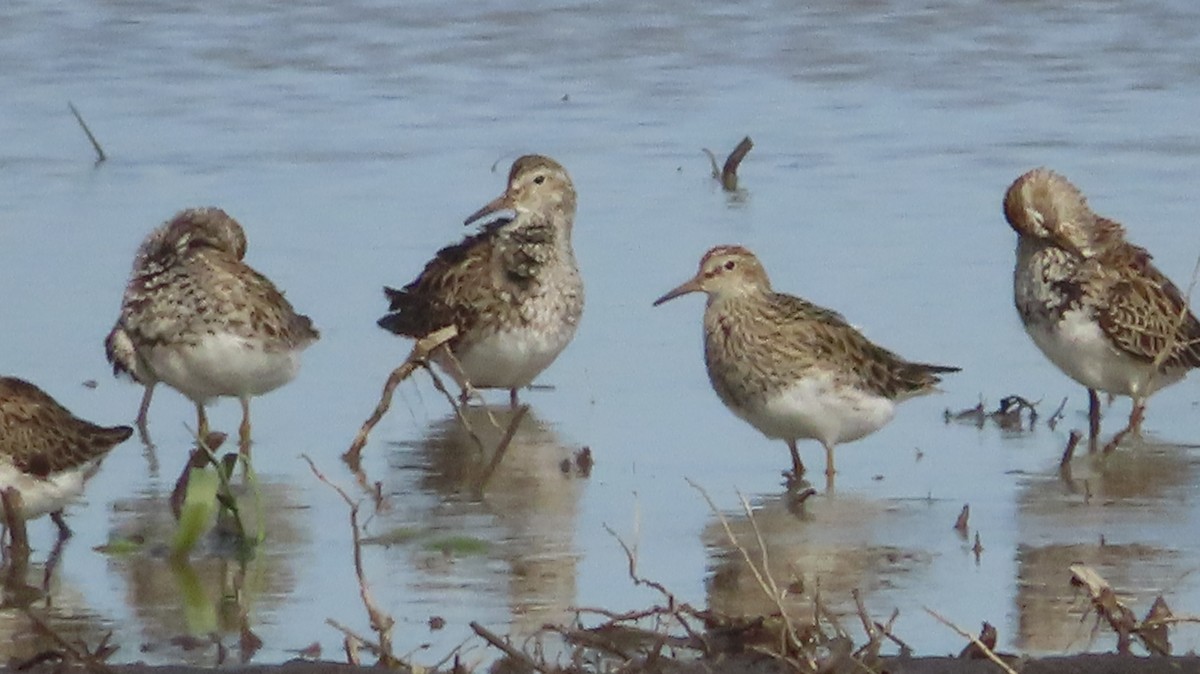 Pectoral Sandpiper - Gregory Allen