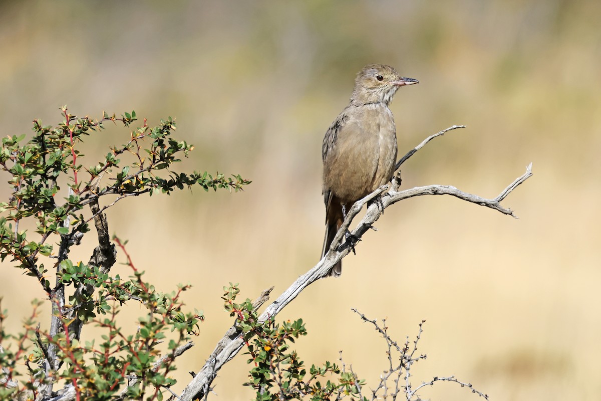 Great Shrike-Tyrant - ML617109874