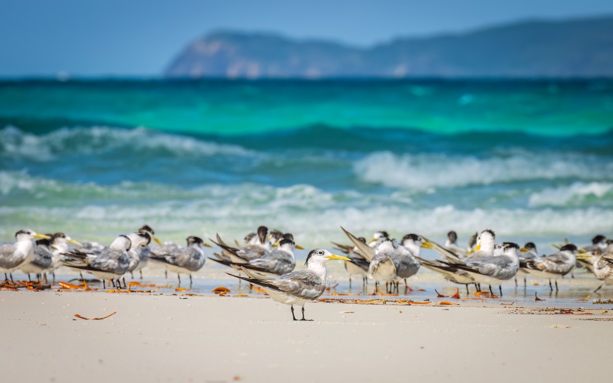 Great Crested Tern - Mason Prokop