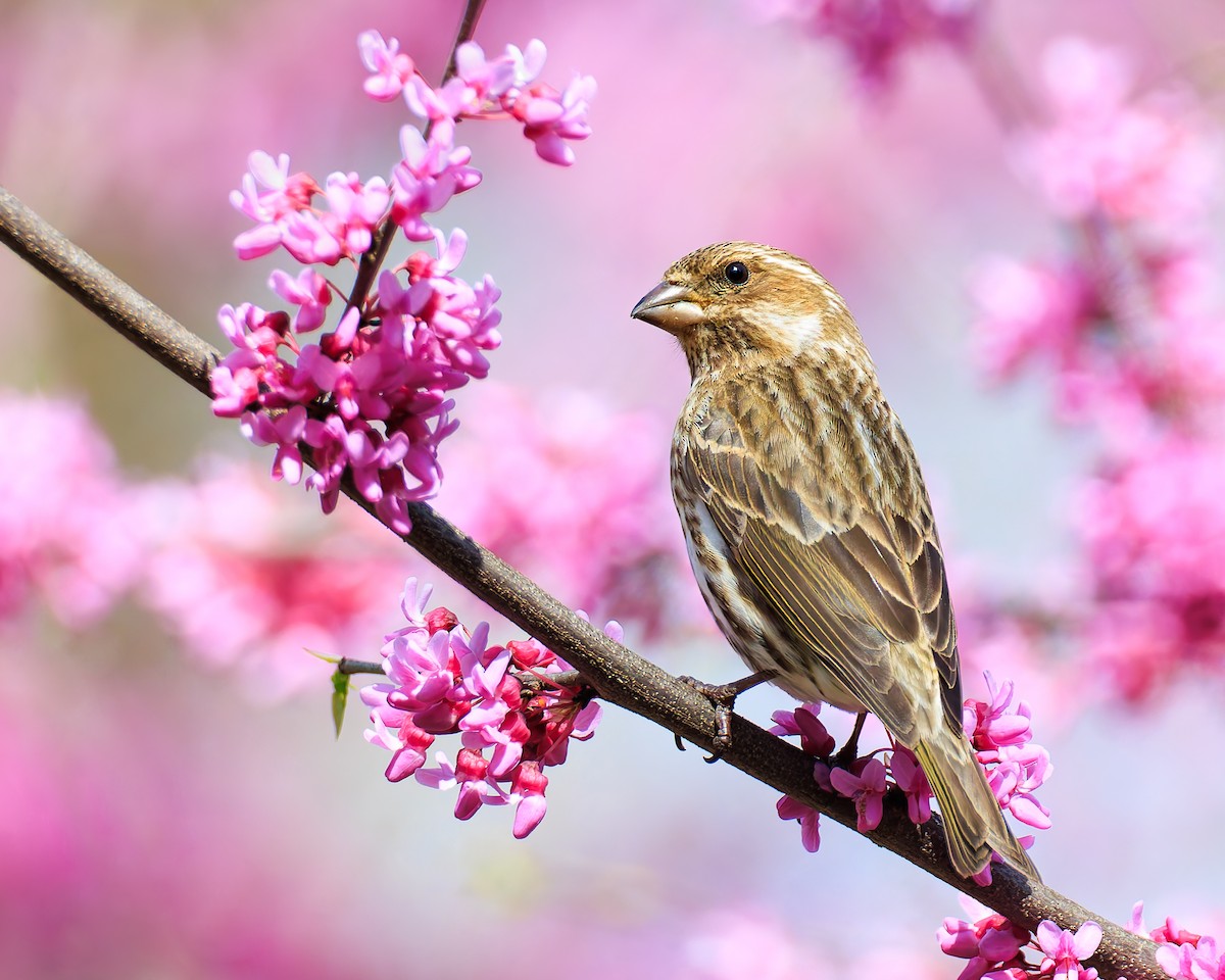 Purple Finch - ML617109996