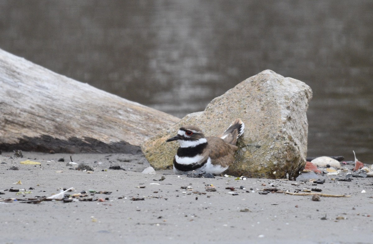 Killdeer - ML617110002