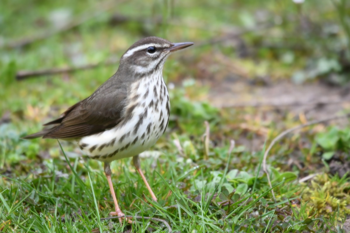 Louisiana Waterthrush - ML617110048