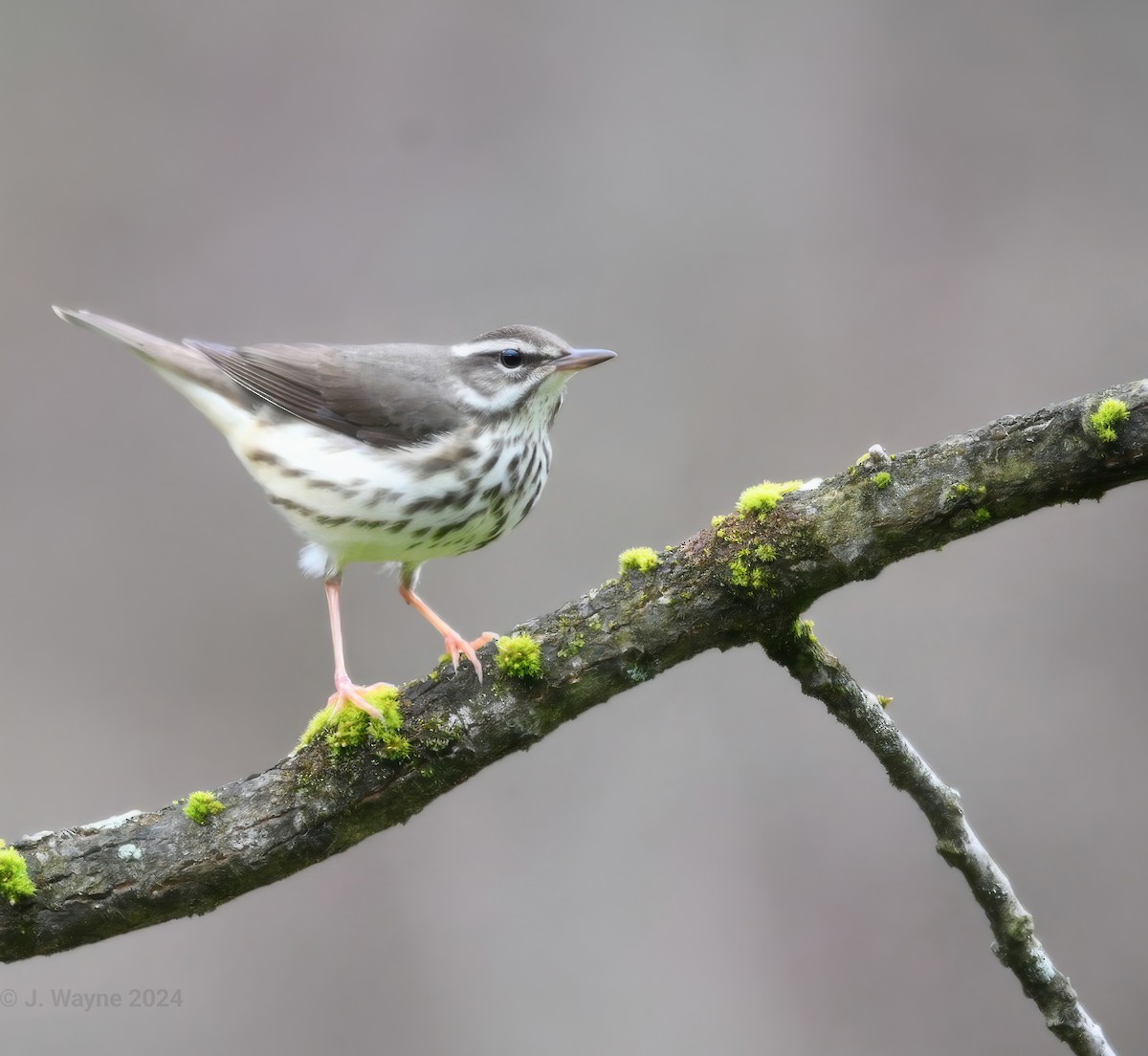 Louisiana Waterthrush - ML617110057