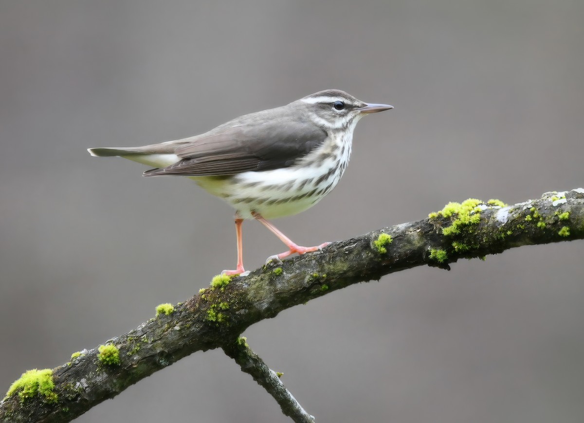 Louisiana Waterthrush - ML617110059