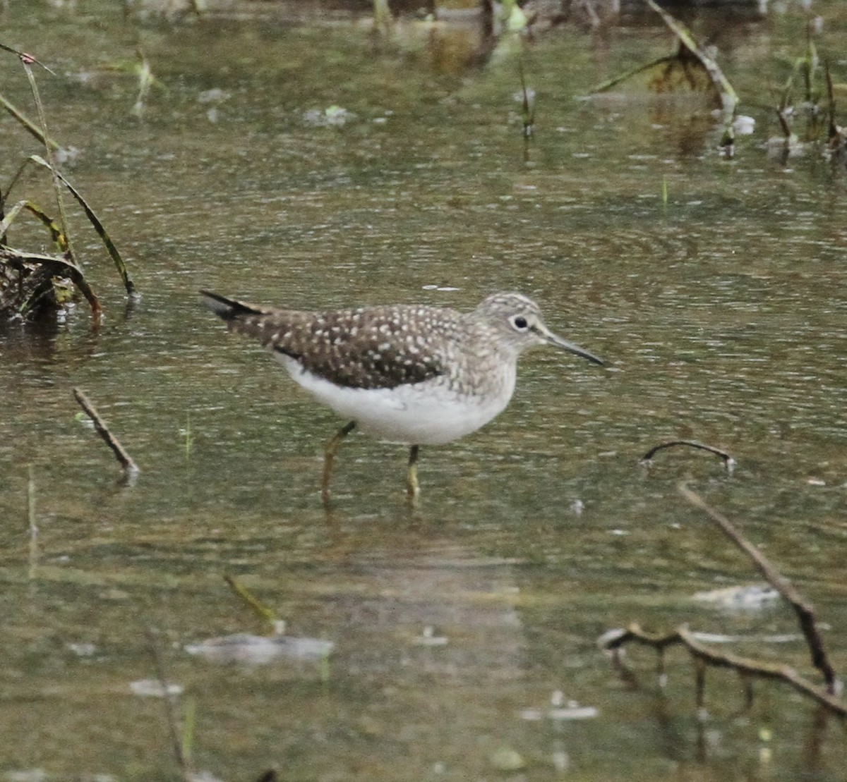 Solitary Sandpiper - William Matthews