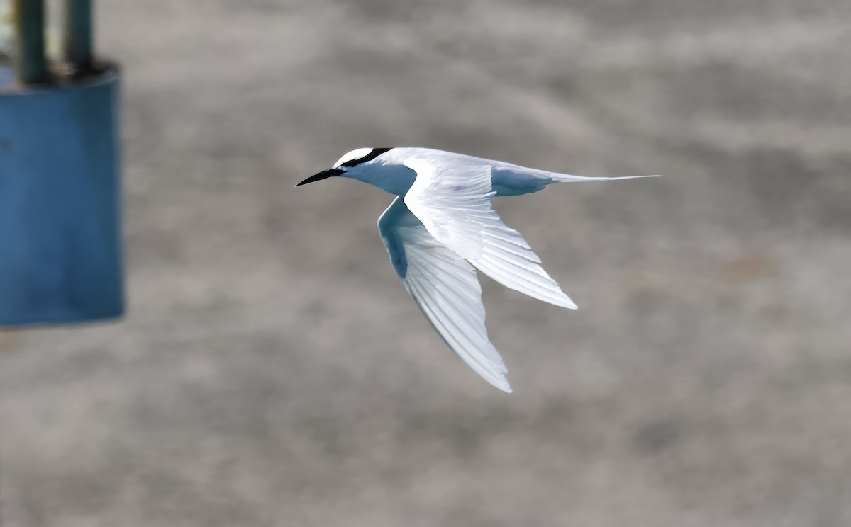 Black-naped Tern - ML617110143