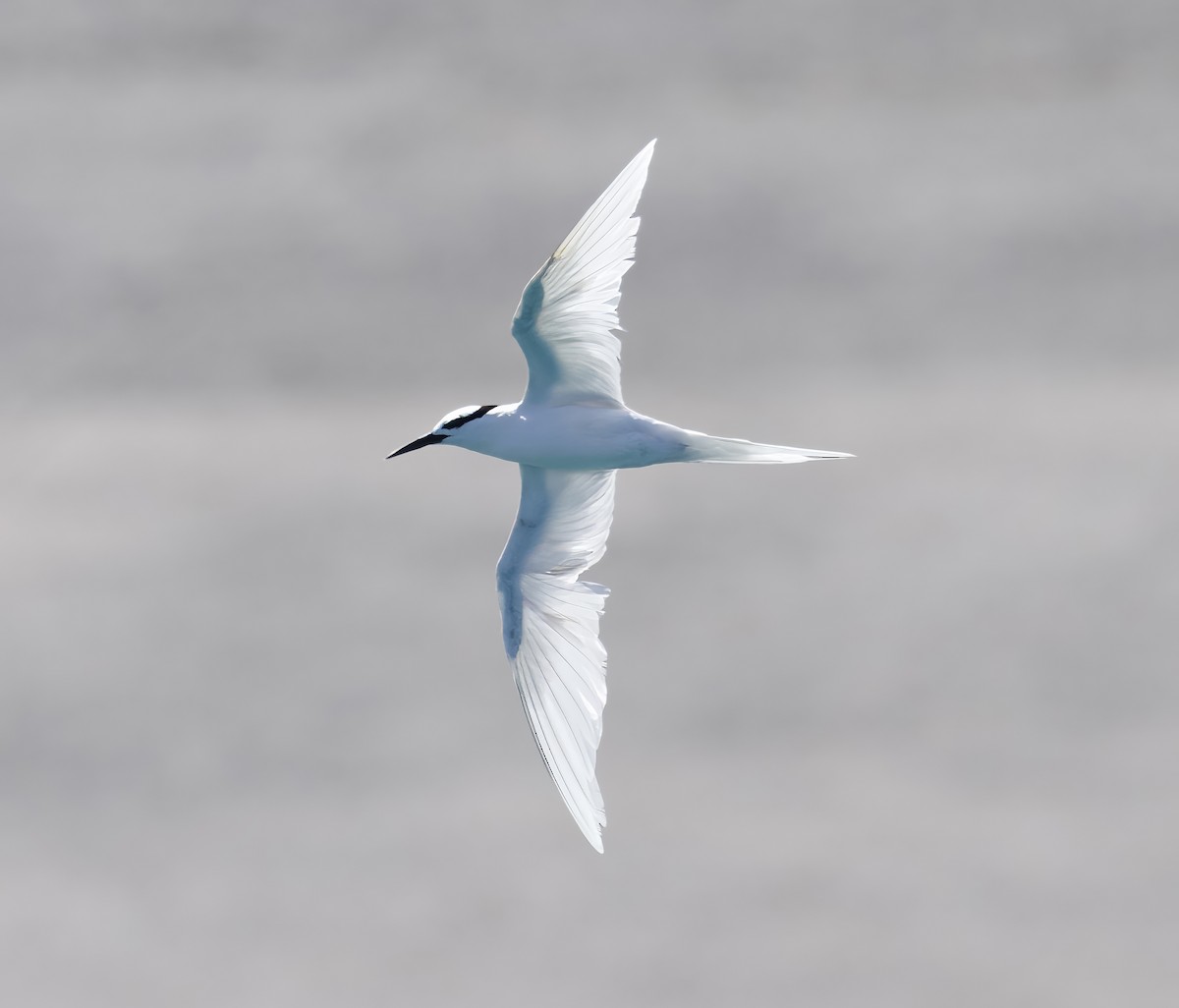 Black-naped Tern - ML617110144