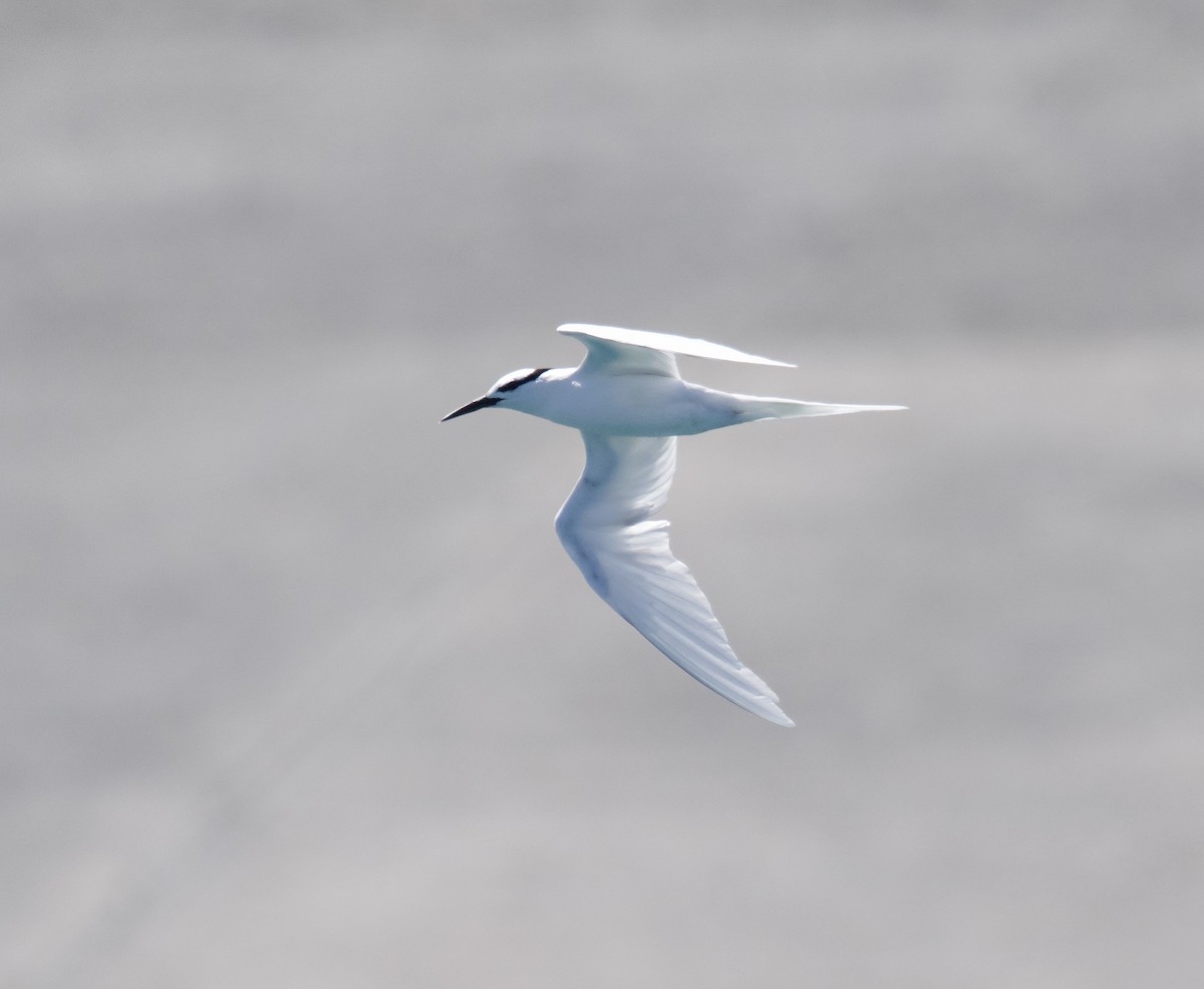 Black-naped Tern - ML617110145