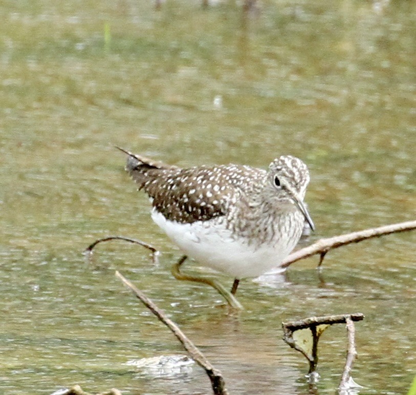 Solitary Sandpiper - William Matthews