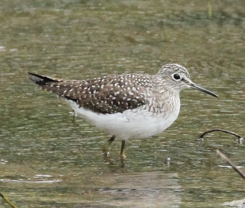 Solitary Sandpiper - ML617110152