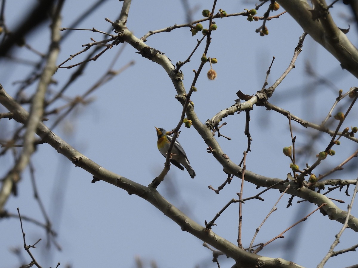 Northern Parula - Kelly Ormesher