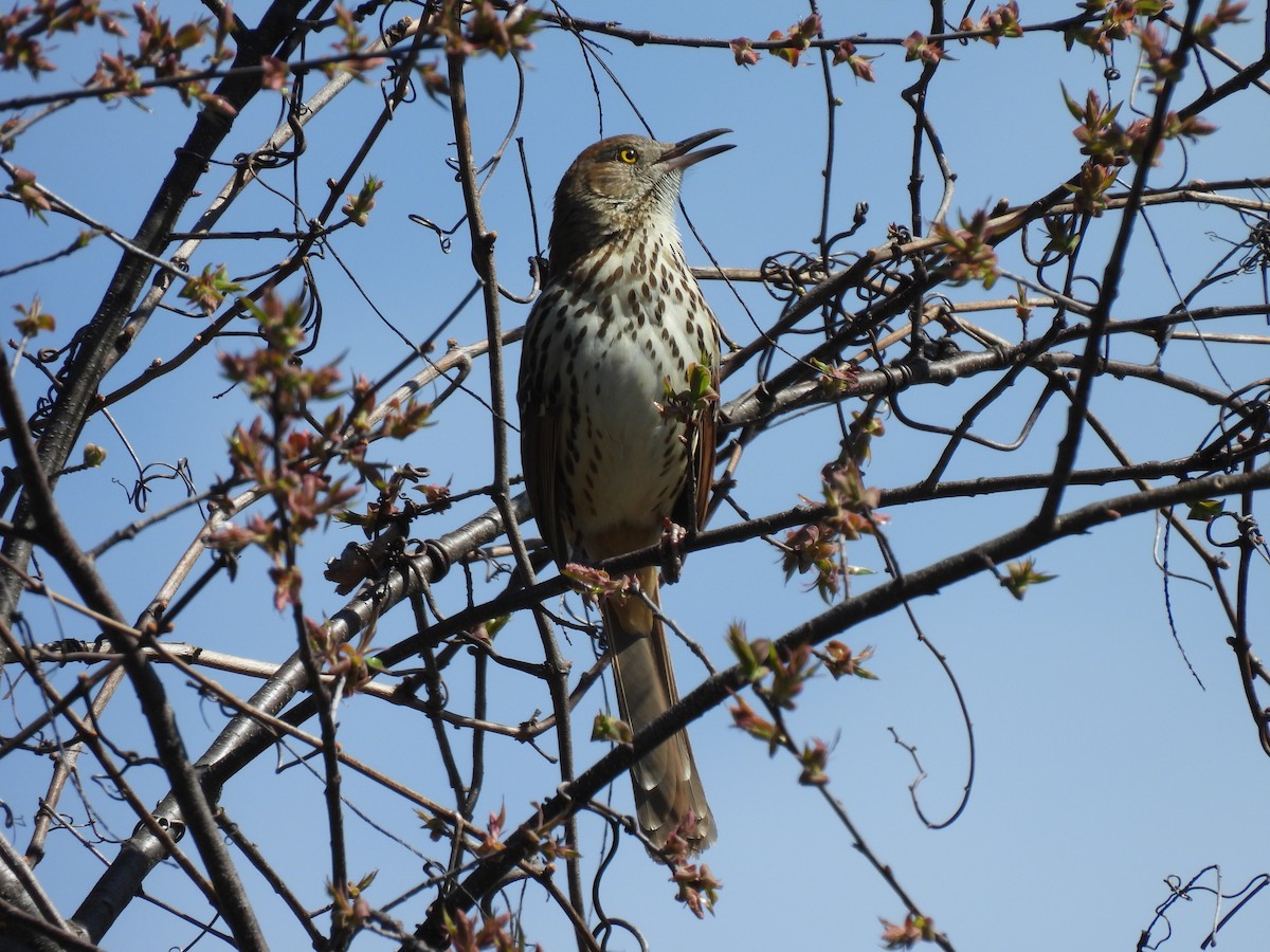 Brown Thrasher - ML617110241
