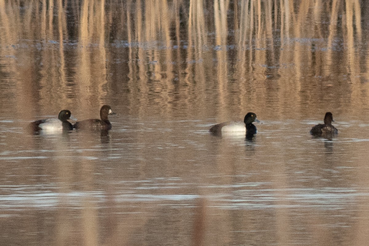 Greater Scaup - David Brown