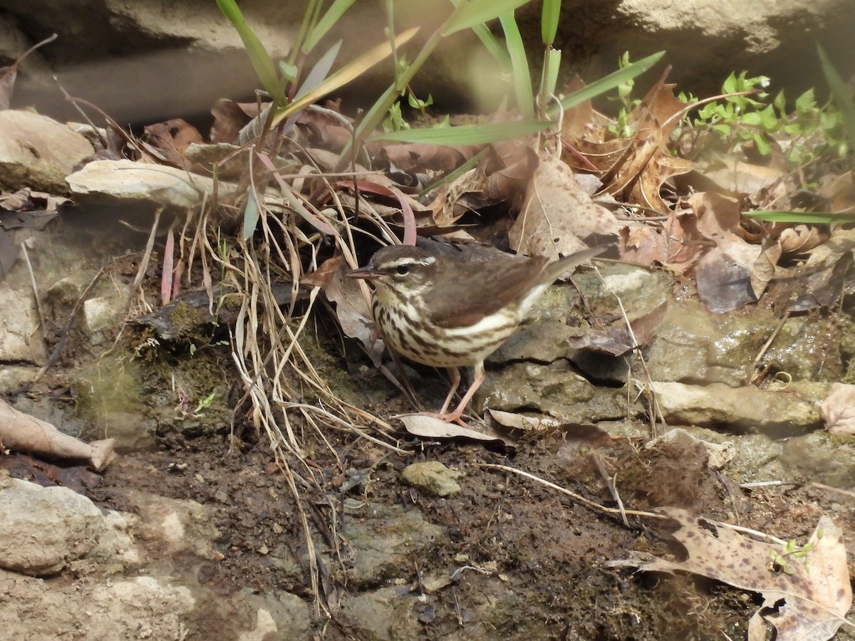 Louisiana Waterthrush - ML617110274