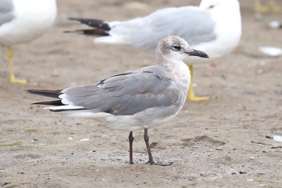 Laughing Gull - ML61711031