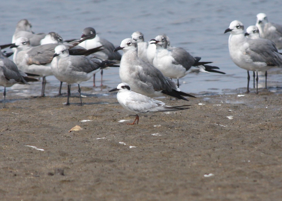 Forster's Tern - ML617110331