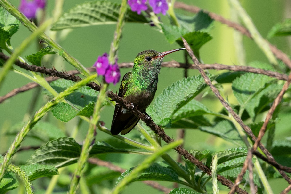 Rufous-tailed Hummingbird - ML617110360