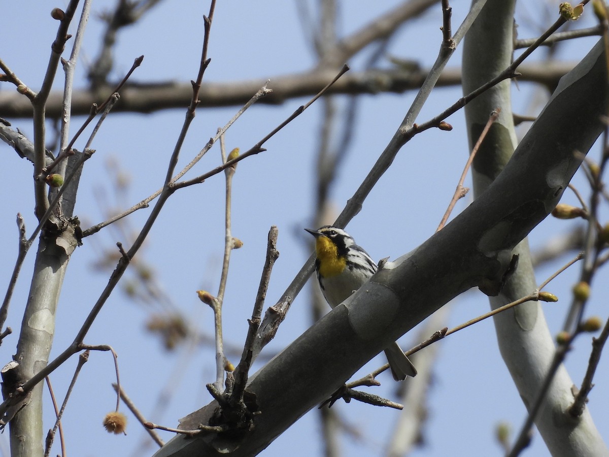 Yellow-throated Warbler - Kelly Ormesher