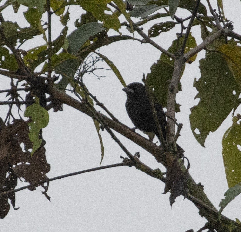 Silver-beaked Tanager - ML617110371