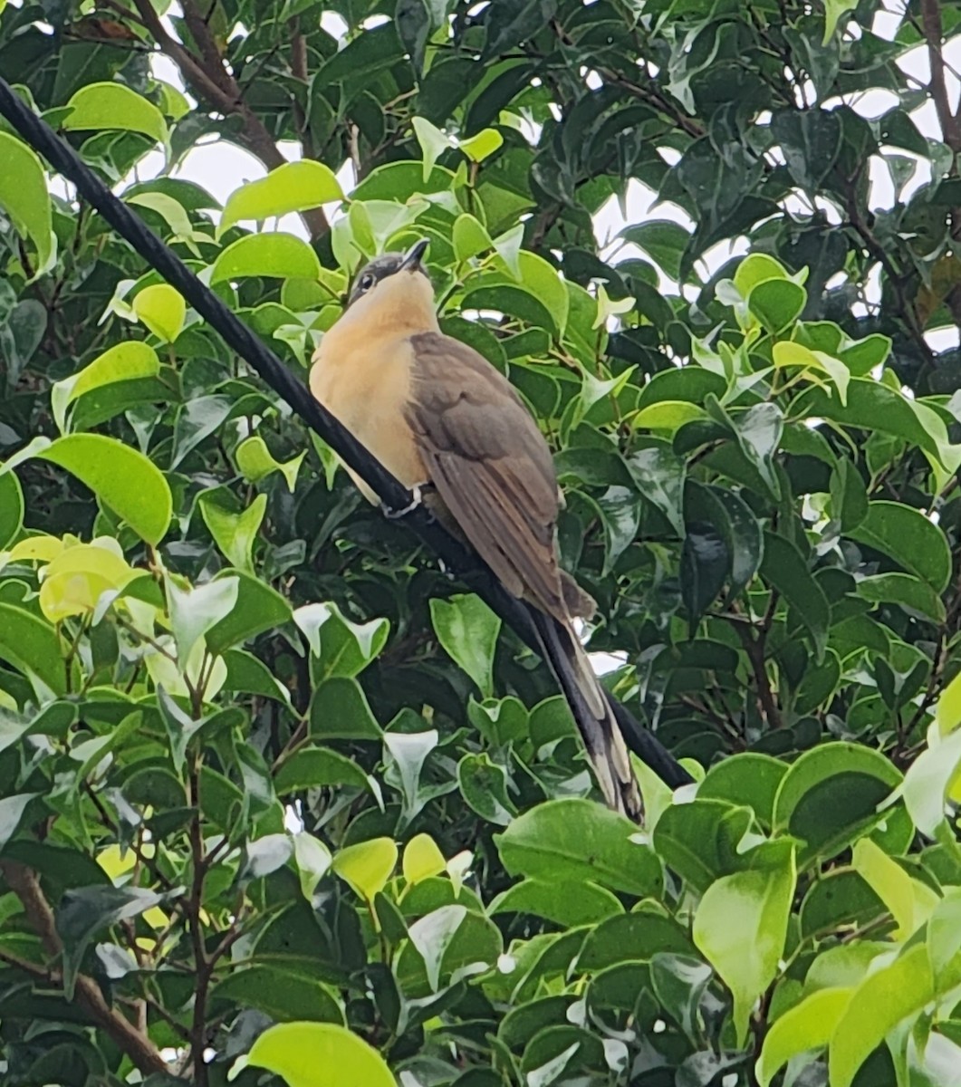 Dark-billed Cuckoo - ML617110375