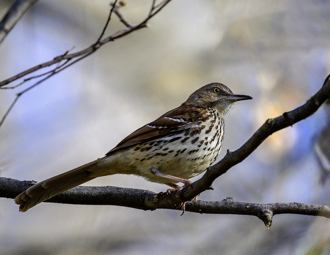 Brown Thrasher - ML617110397