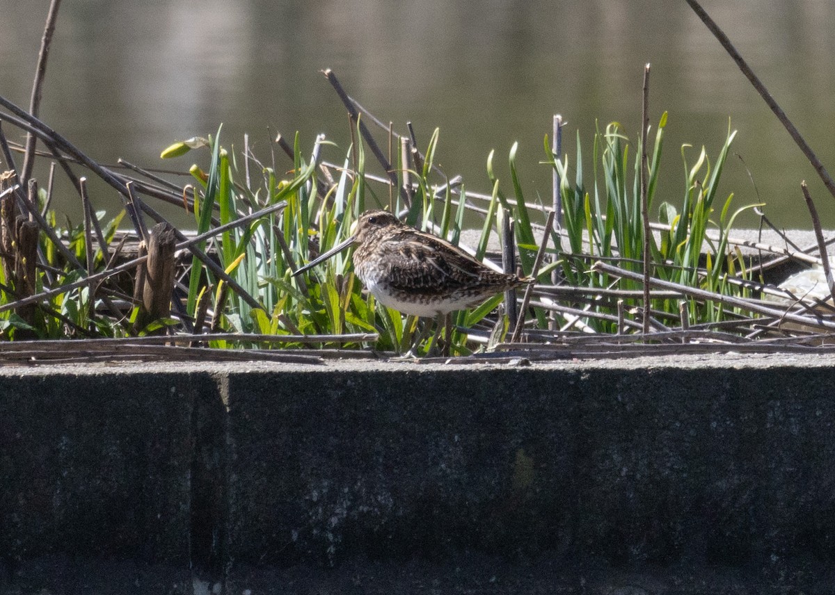 Wilson's Snipe - MCHL ____