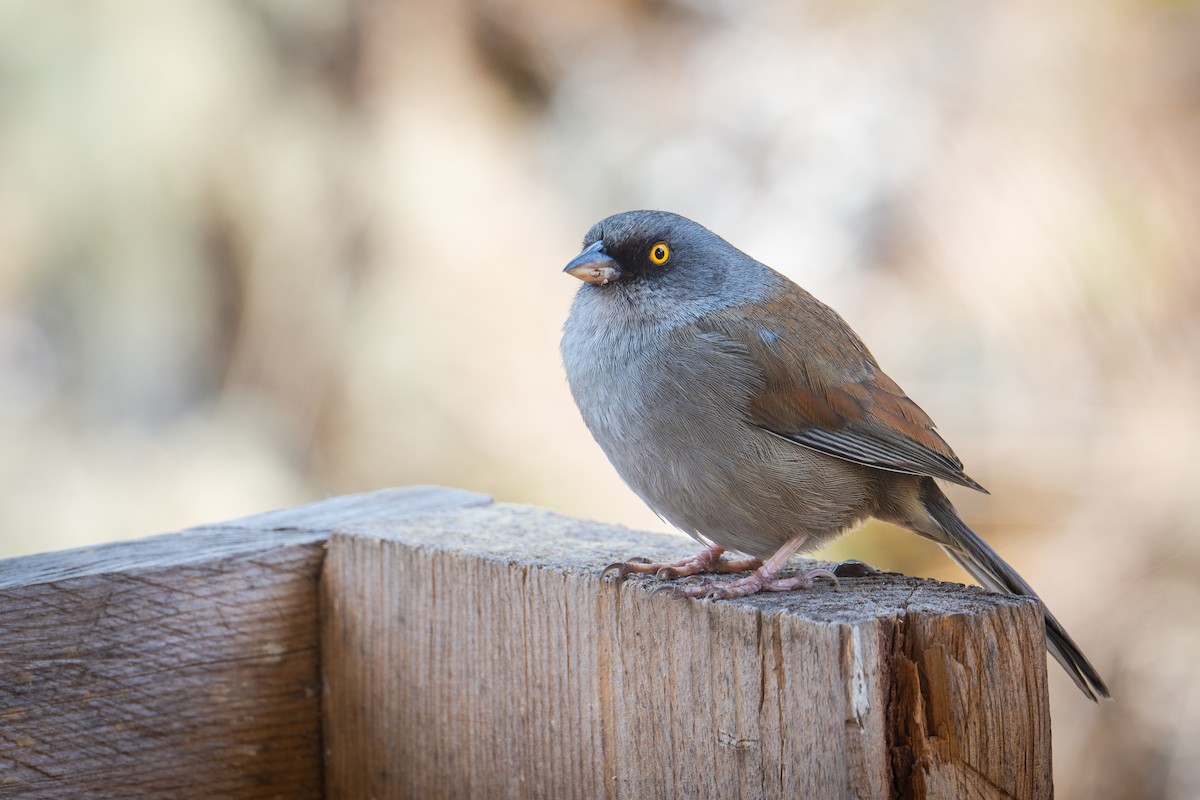 Yellow-eyed Junco - ML617110445