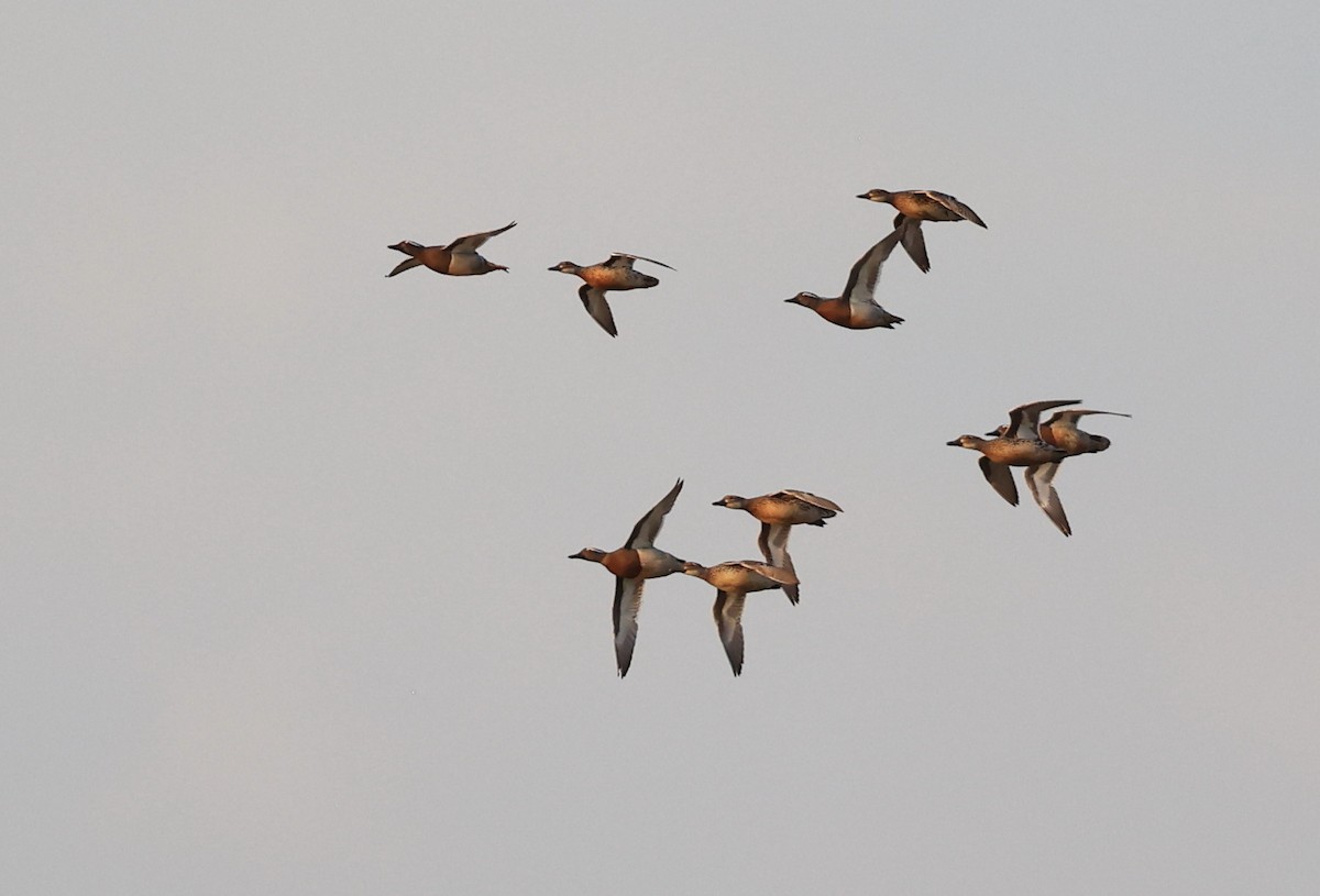 Garganey - Vijaya Lakshmi