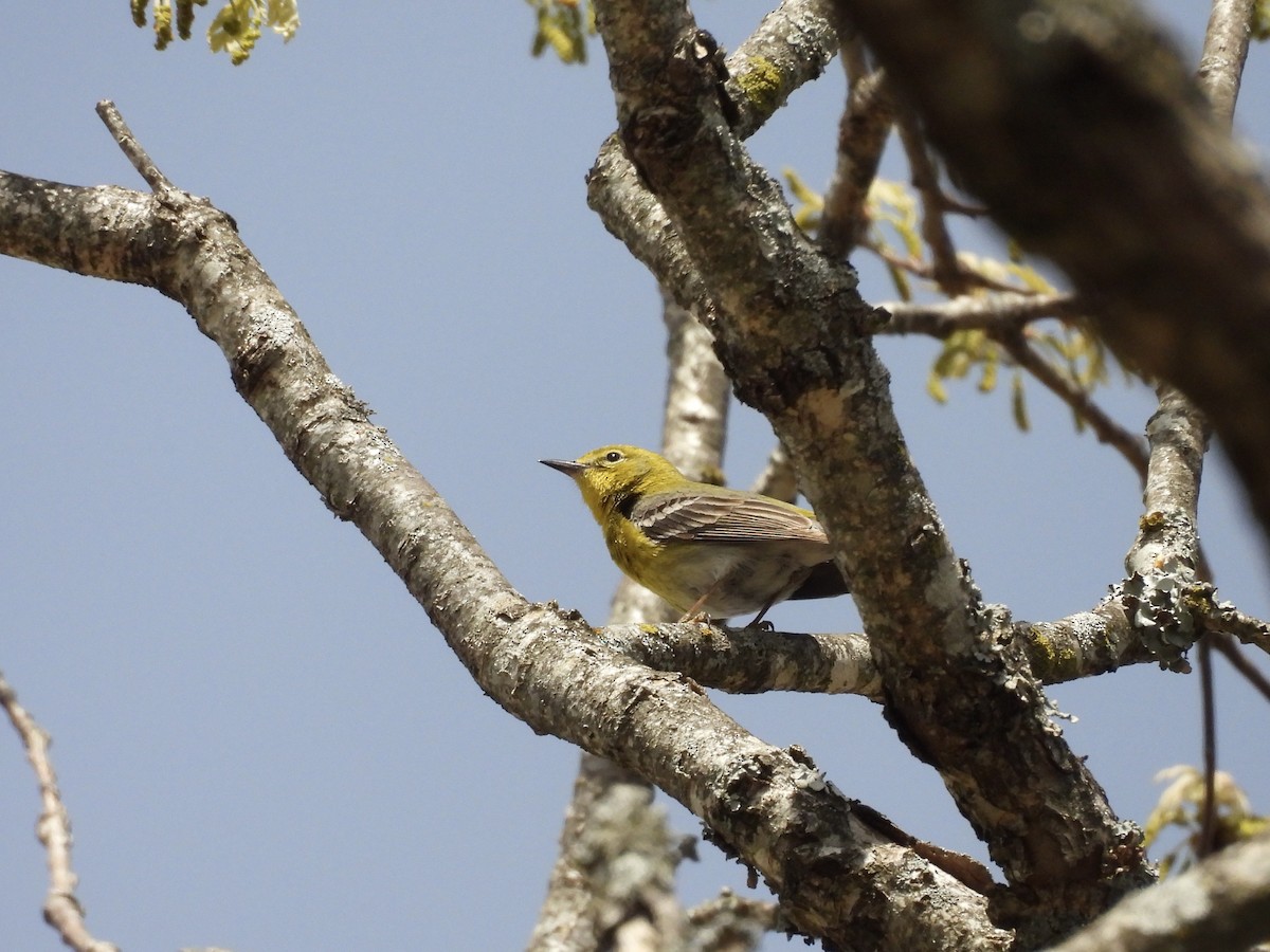 Pine Warbler - Kelly Ormesher