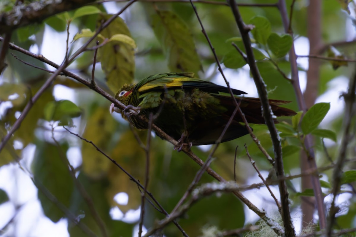 ホオベニインコ - ML617110475