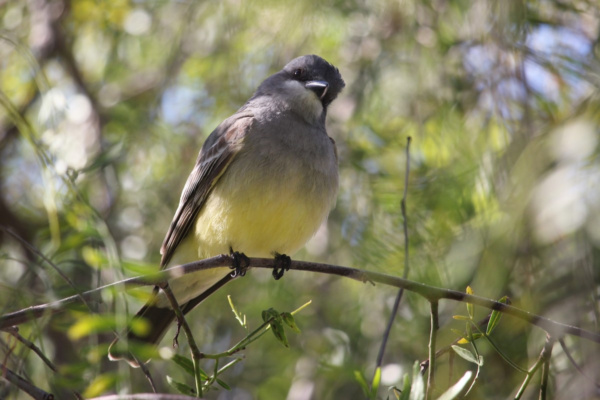 Cassin's Kingbird - ML617110507