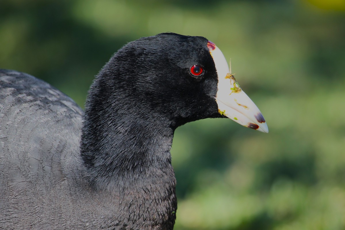 American Coot - ML617110514