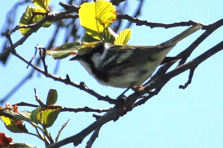 Chestnut-sided Warbler - ML617110524