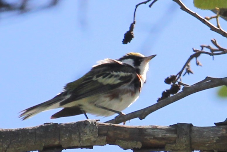 Chestnut-sided Warbler - Aashay Mody