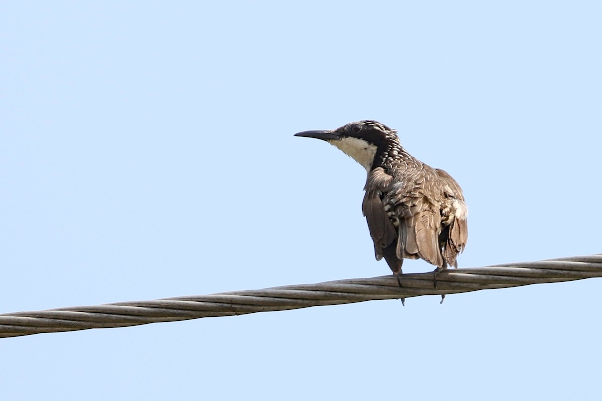 Stripe-sided Rhabdornis - ML617110543