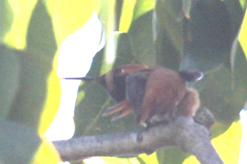 Rufous/Allen's Hummingbird - Aashay Mody