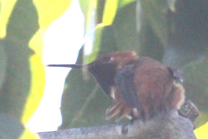 Rufous/Allen's Hummingbird - Aashay Mody