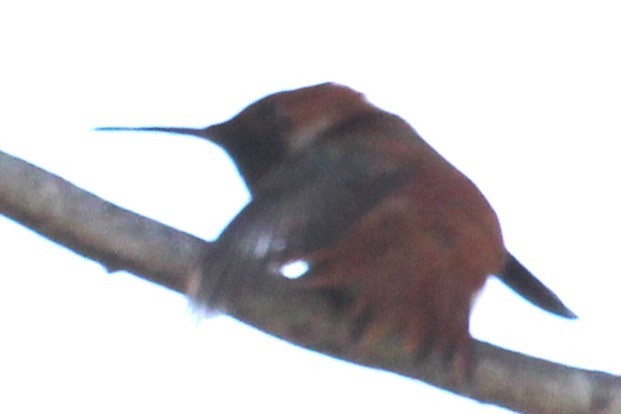 Rufous/Allen's Hummingbird - Aashay Mody